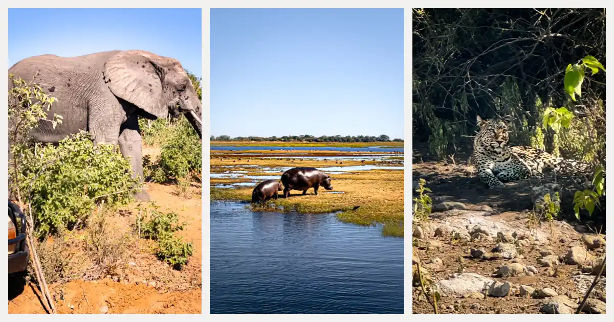 in this african safari trip i was able to see all the big 5 animals like these elephants, leopard and hippopotamus. Wildlife during an affordable African safari experience through South africa, Zimbabwe and Botswana