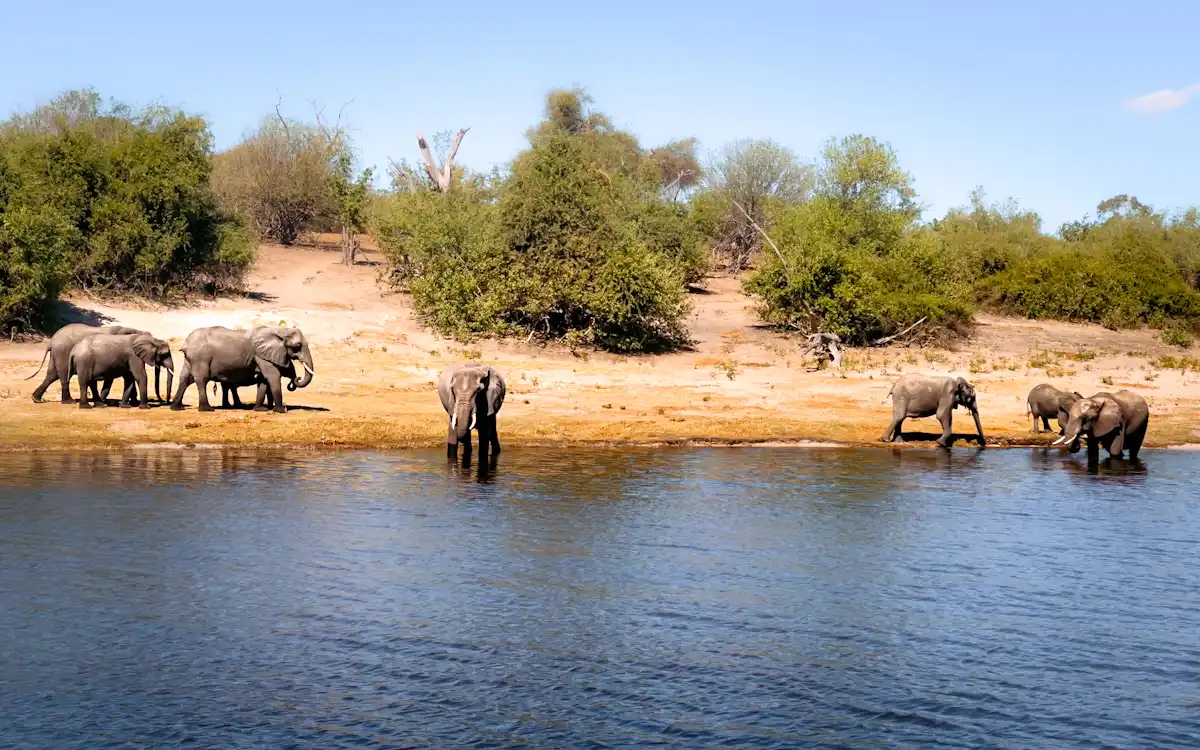 a pack of elephant drinking water on the chobe river in botswana during my budget african safari african safari on a budget
